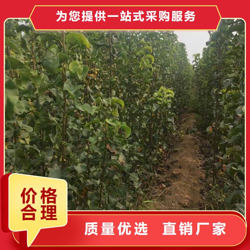 秋月梨种植苗怎么买自产自销