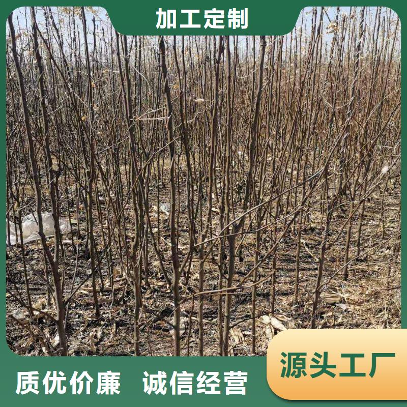 秋月梨树苗苗木经销处拒绝差价