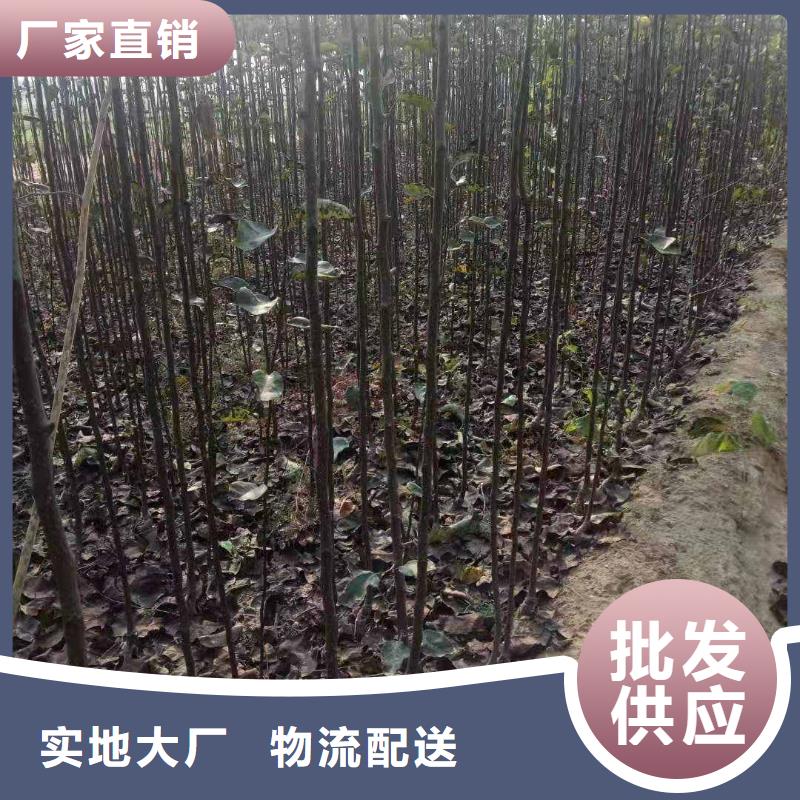 秋月梨树苗苗木经销处品质保证实力见证