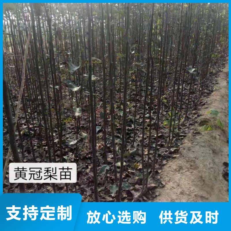 秋月梨树苗出售产地直销