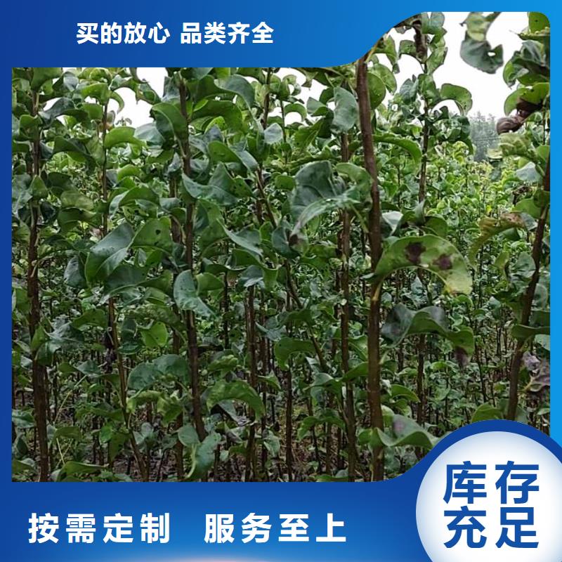 秋月梨种植苗种植方法当地厂家