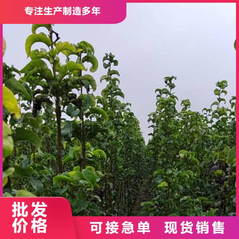 秋月梨苗基地应用范围广泛