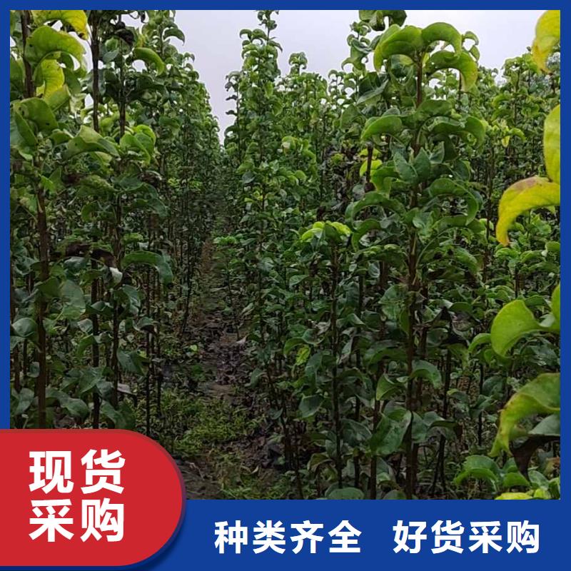 秋月梨种植苗行情优选厂商