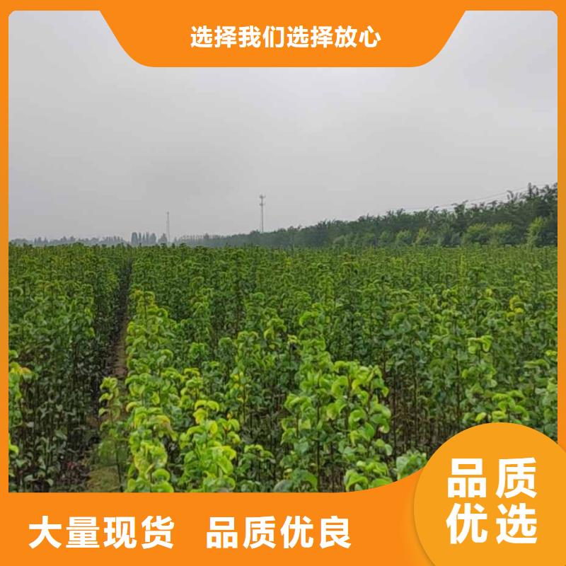 秋月梨苗出售当地经销商