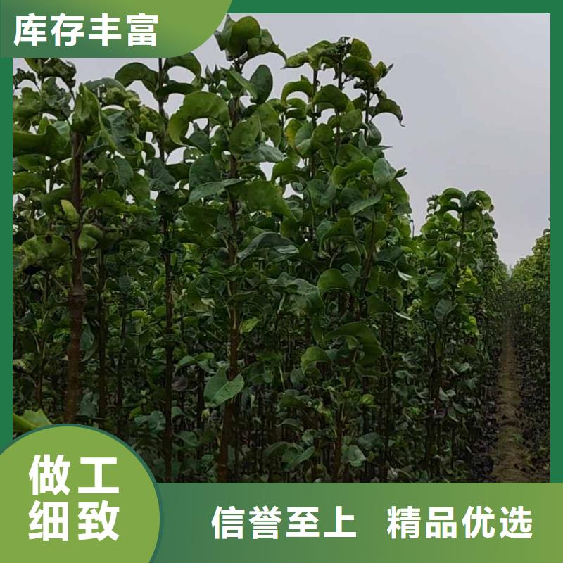 秋月梨苗管理方式款式多样