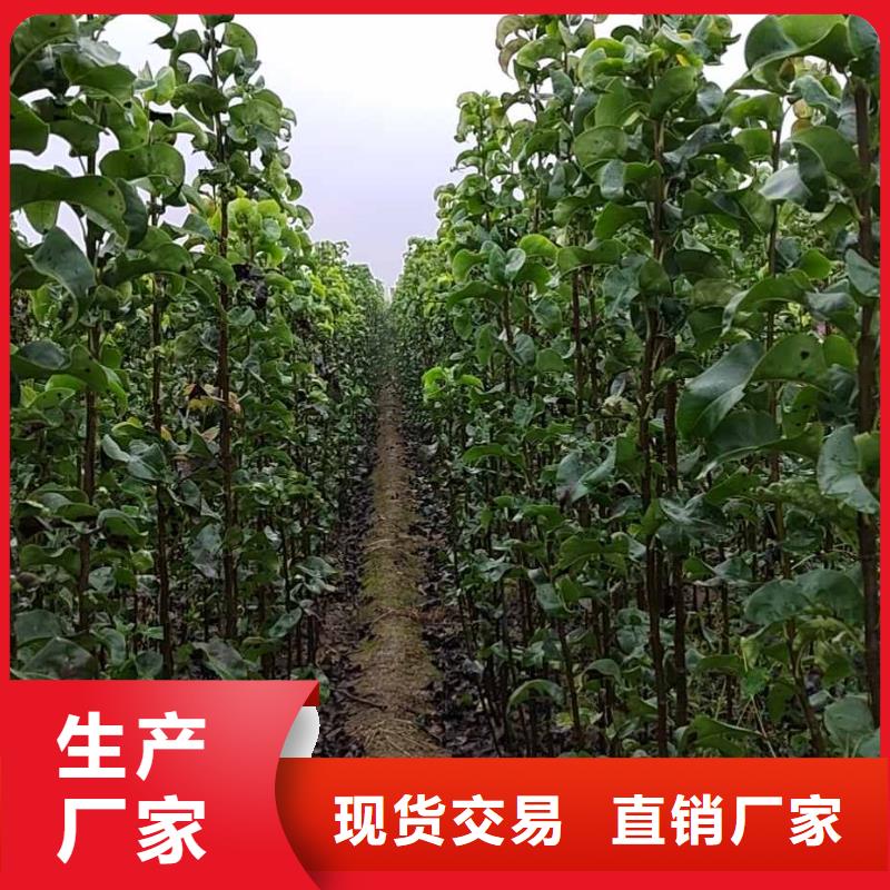 秋月梨种植苗品种当地品牌