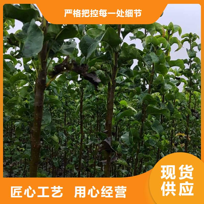 秋月梨树苗怎么买产品优势特点