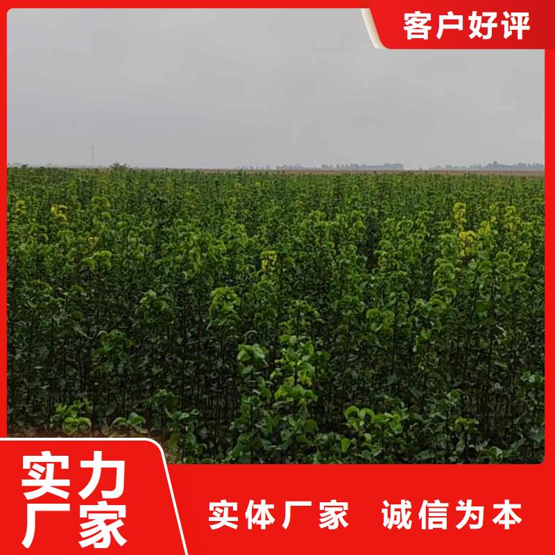 秋月梨种植苗栽培时间诚信厂家