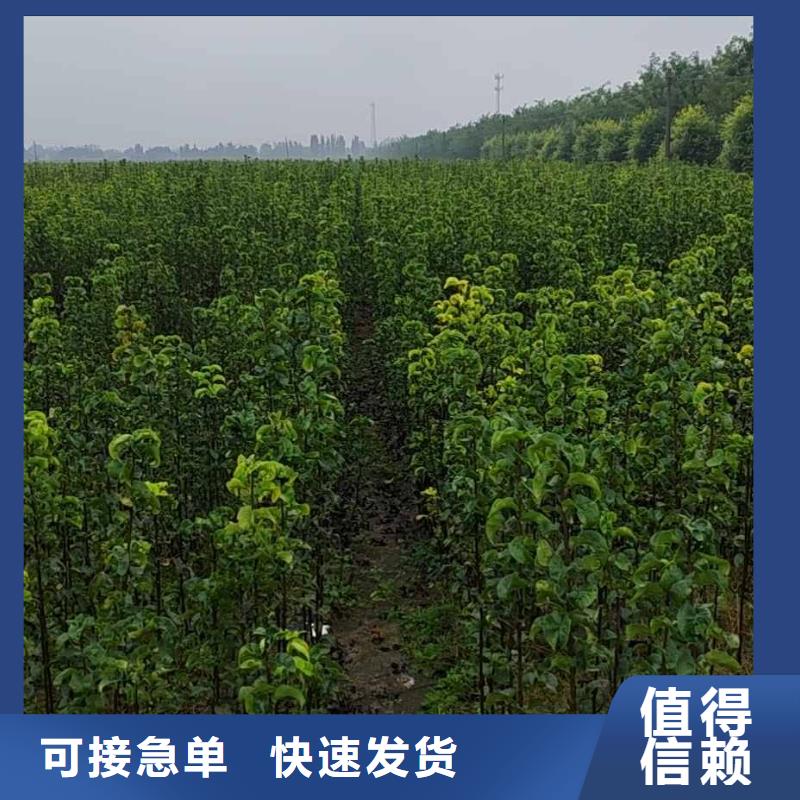 秋月梨种植苗质优价廉同城公司