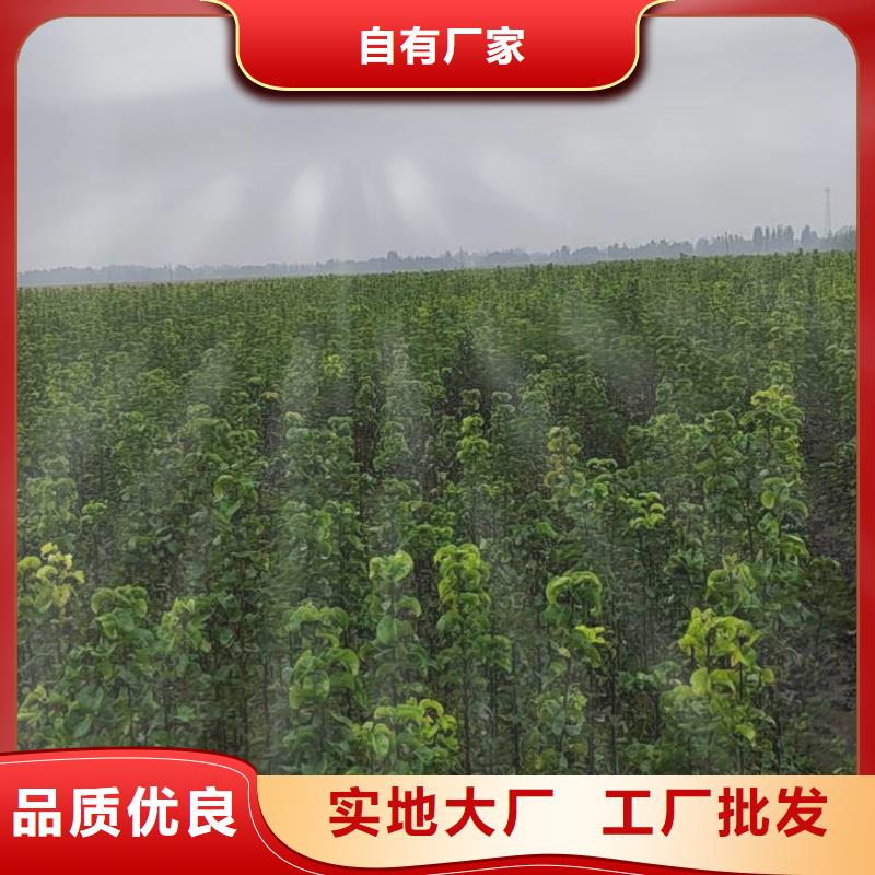秋月梨树苗资讯专注品质