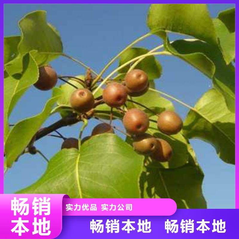 杜梨小苗量大从优同城生产厂家