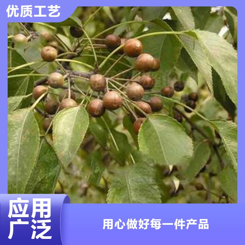 杜梨树苗供应今日新品