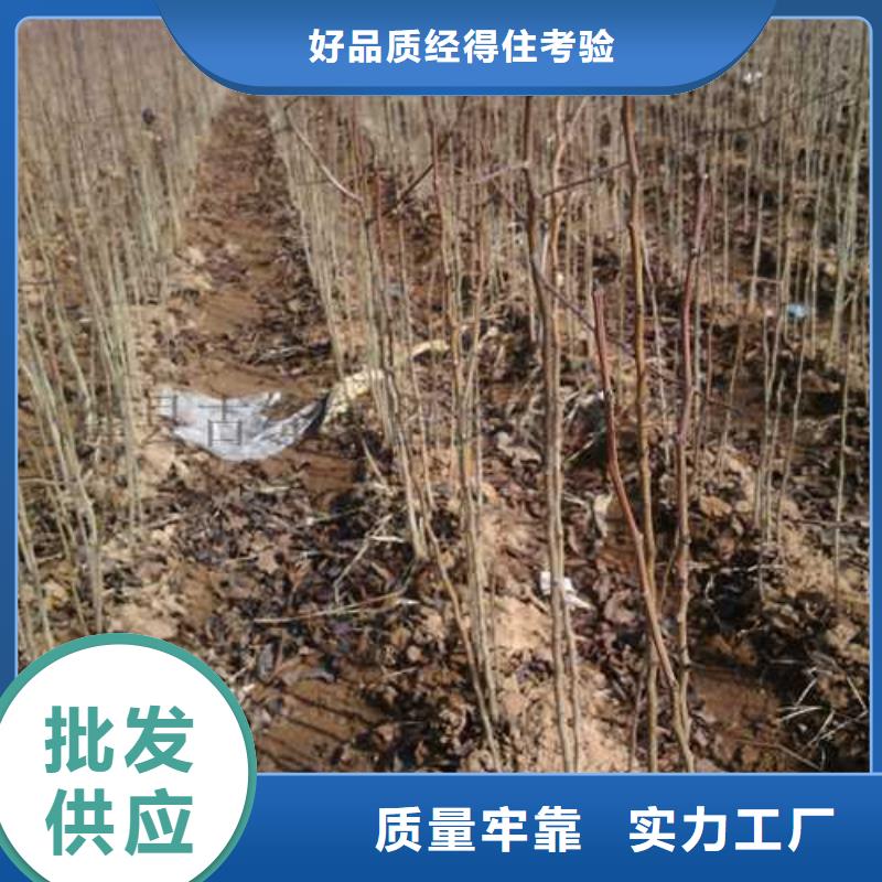 杜梨树苗价格厂家拥有先进的设备