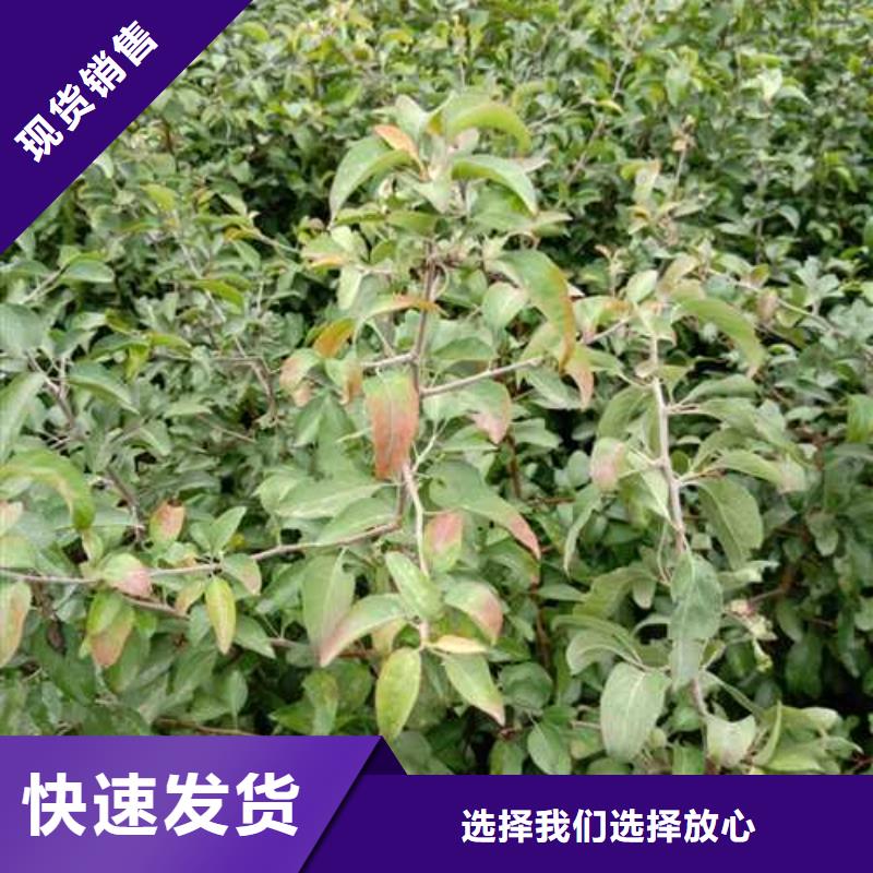 杜梨树苗哪里的品种纯每一处都是匠心制作