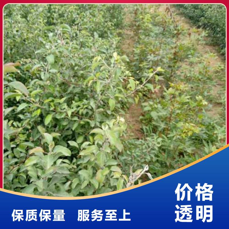 杜梨小苗哪里的价格低全新升级品质保障