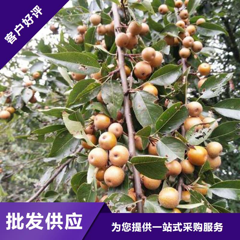 杜梨树苗品种大全同城制造商