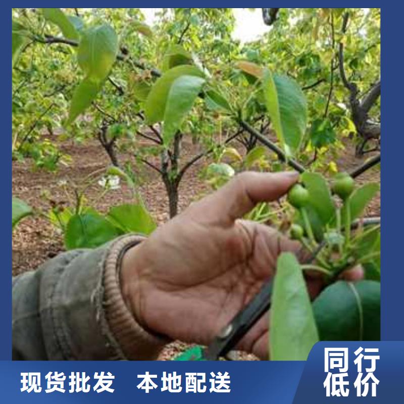 杜梨小苗出售价格合理