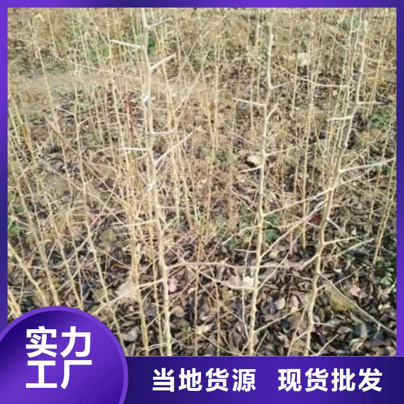 杜梨小苗怎么买当地制造商