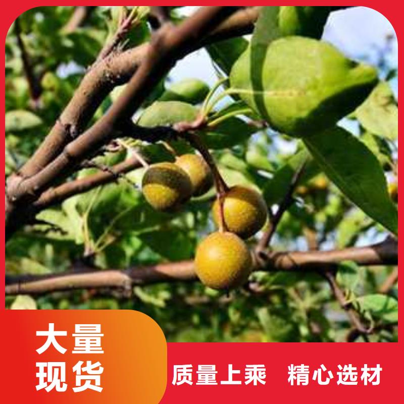 杜梨苗种植方法厂家经验丰富