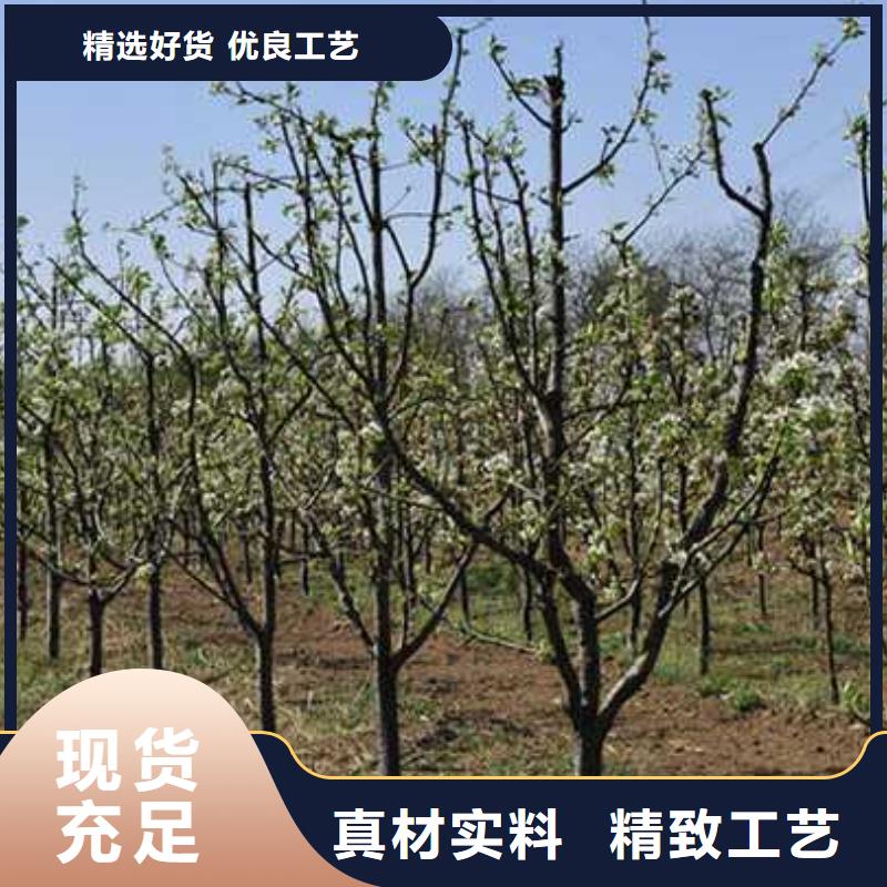 杜梨小苗质优价廉同城生产厂家