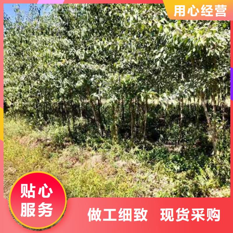 杜梨苗批发低价多行业适用