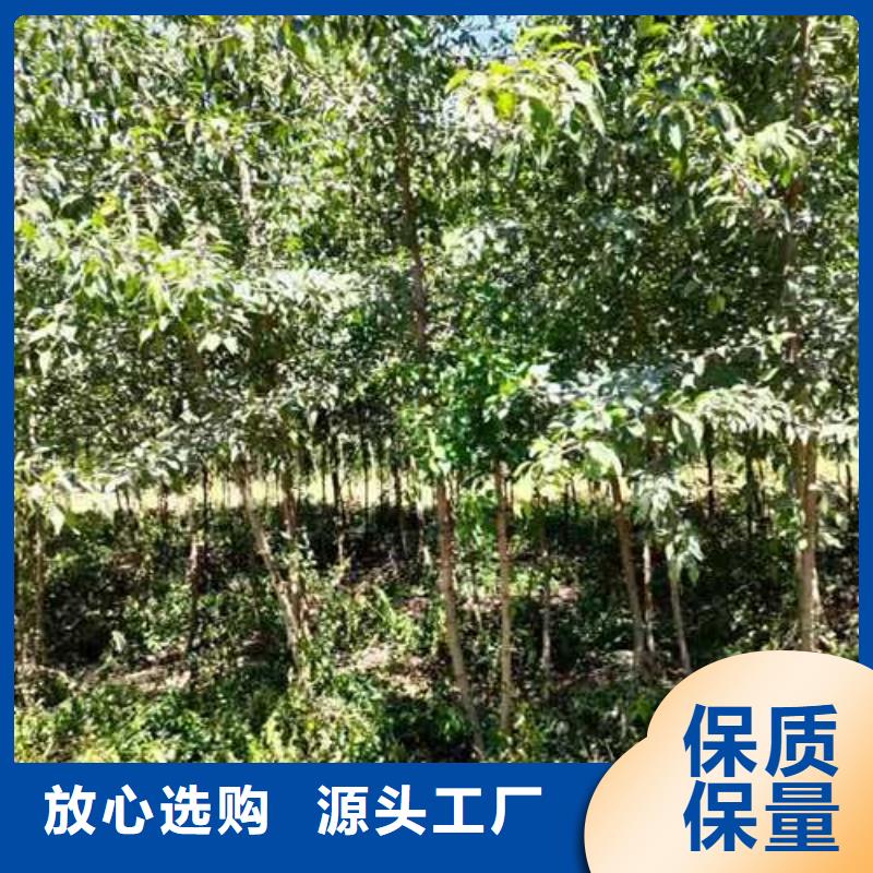杜梨树苗哪里的价格低本地服务商