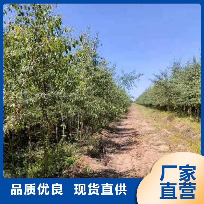 杜梨小苗产地价格N年专注