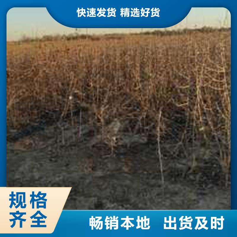 杜梨小苗厂家专注细节专注品质