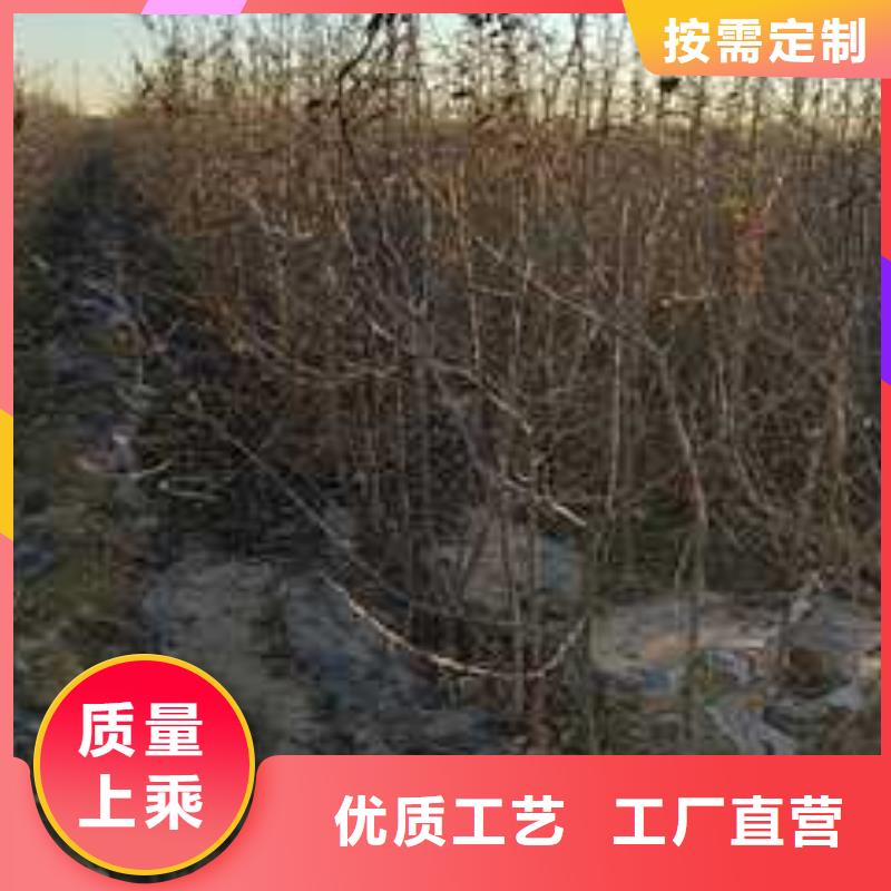 杜梨树苗种植方法当地服务商