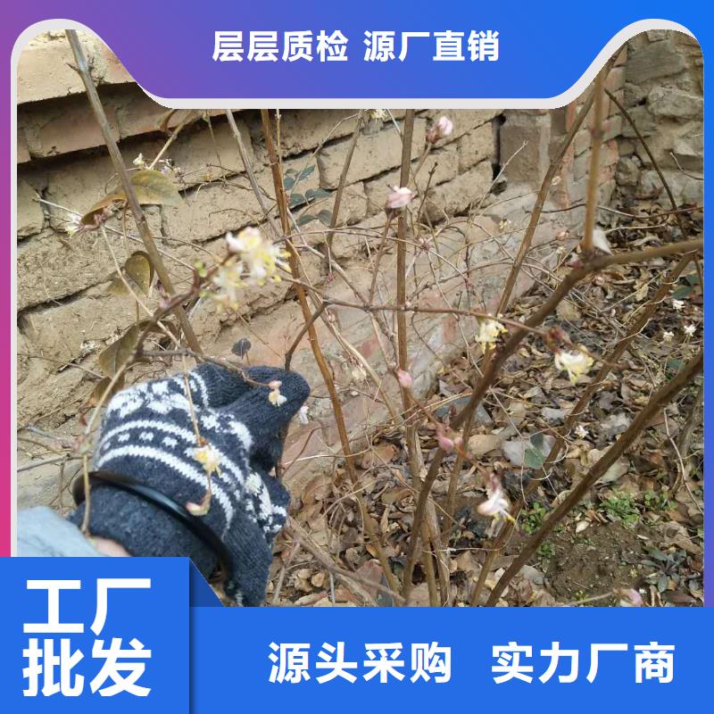 杈杷果苗经济效益同城厂家