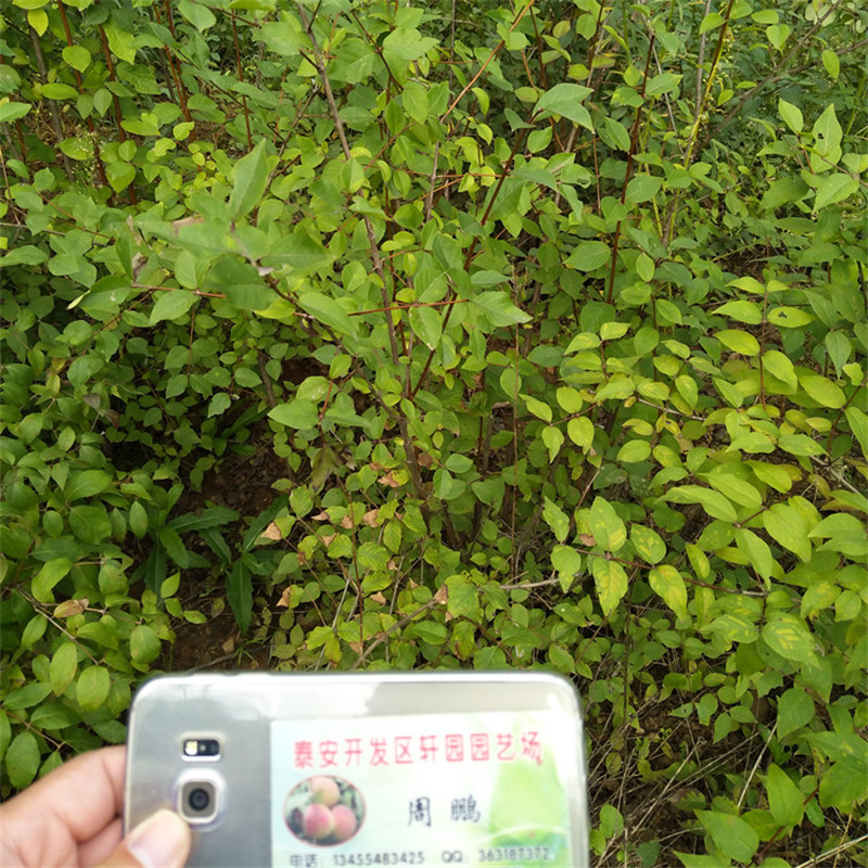 杈杷果树苗经济效益当地品牌