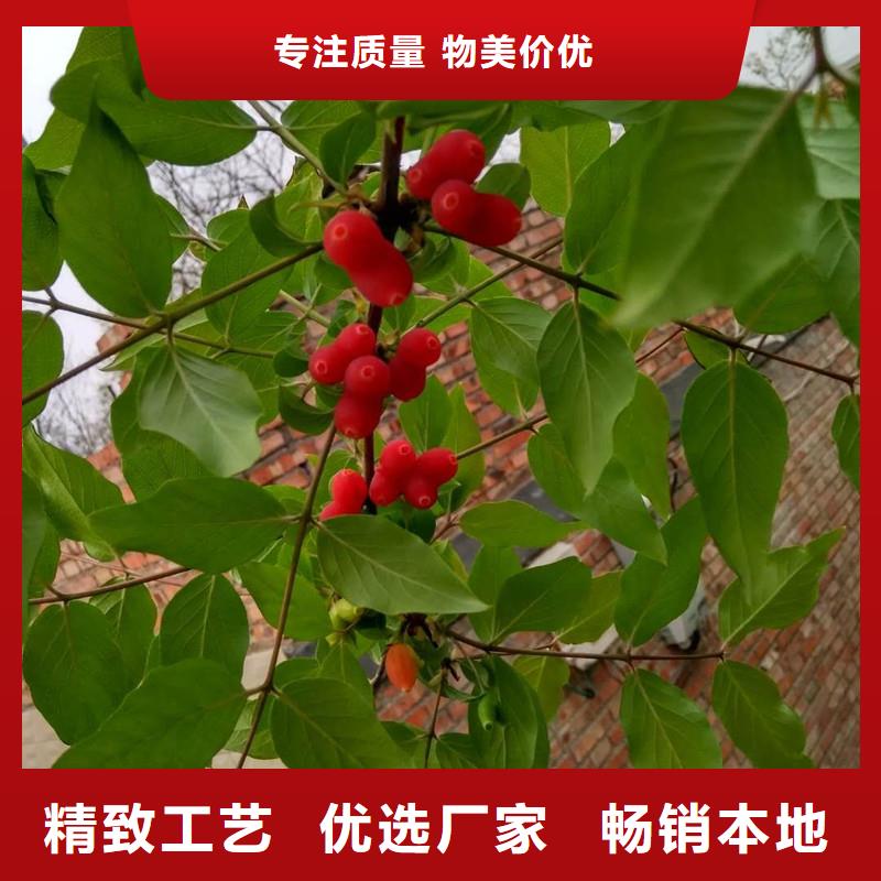 杈杷果苗适合种植地区本地经销商