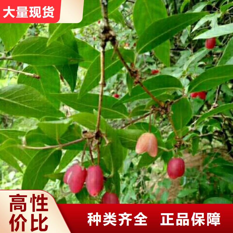 爱情果苗价格厂家规格全