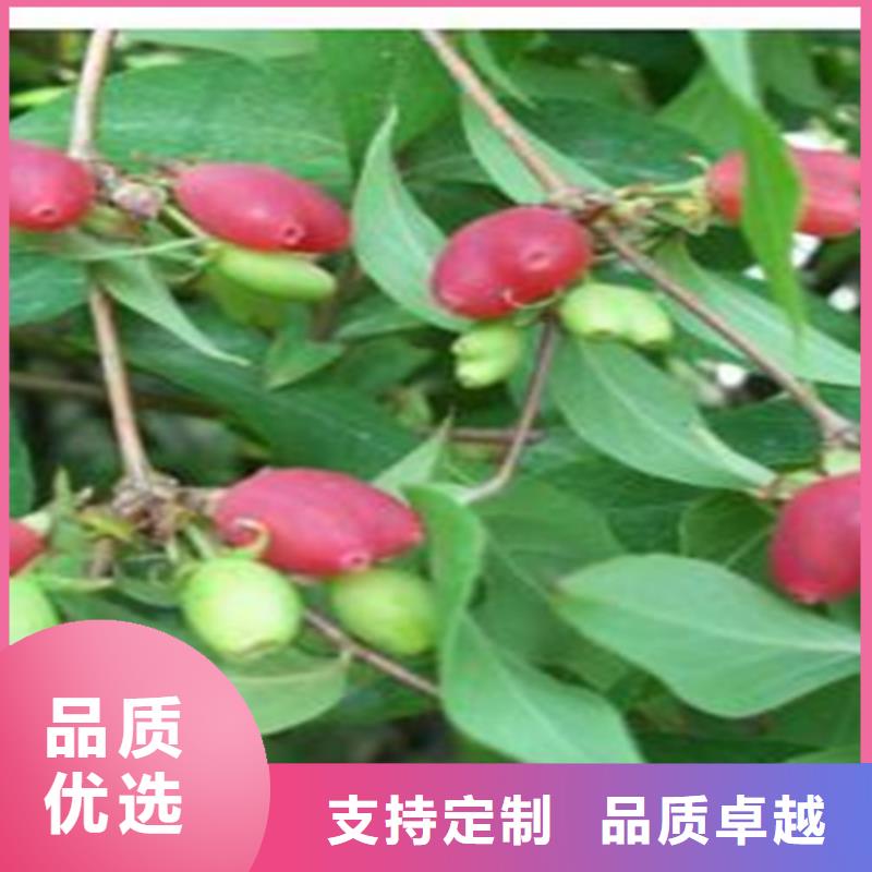 杈杷果树苗量多优惠厂家自营