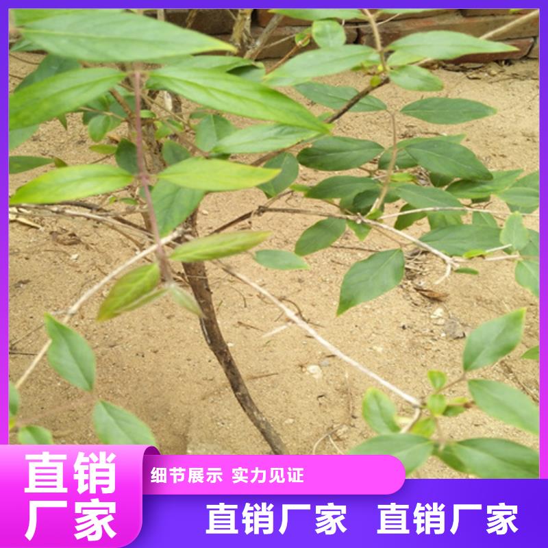 健身果苗量多优惠厂家拥有先进的设备