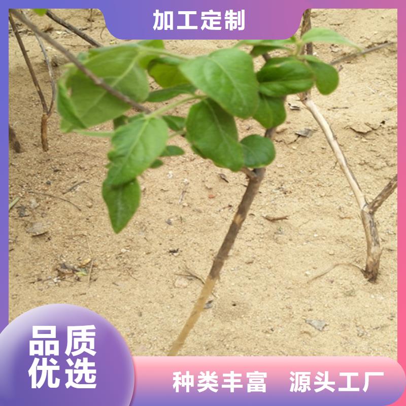 杈杷果树苗批发零售本地品牌