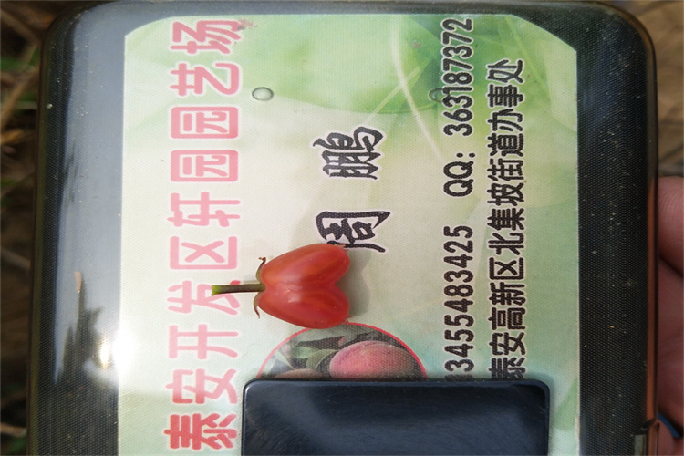 爱情果苗适合种植地区同城生产厂家