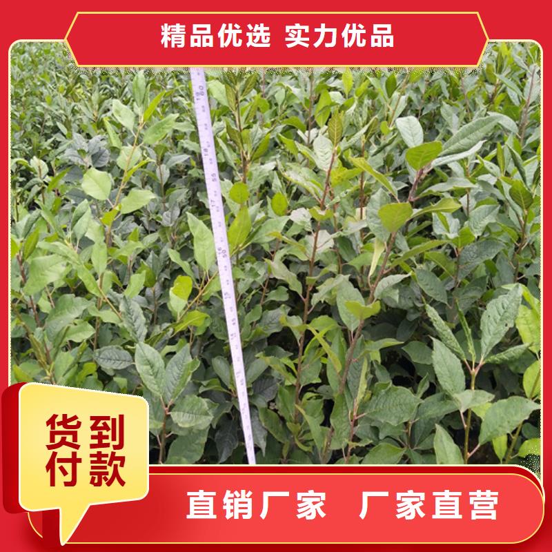 北美冬青图片基地厂家供应