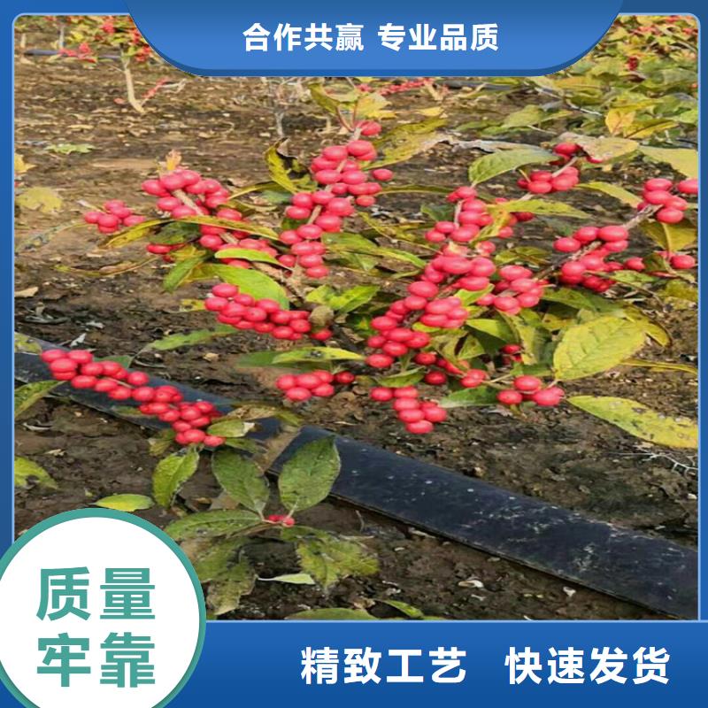 北美冬青什么时候种植欢迎电询当地生产商