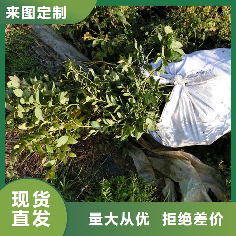钱德勒蓝莓苗产品介绍生产安装