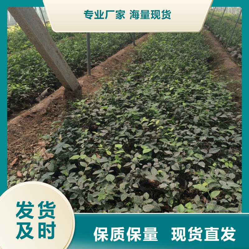 蓝莓苗新奇品种满足多种行业需求