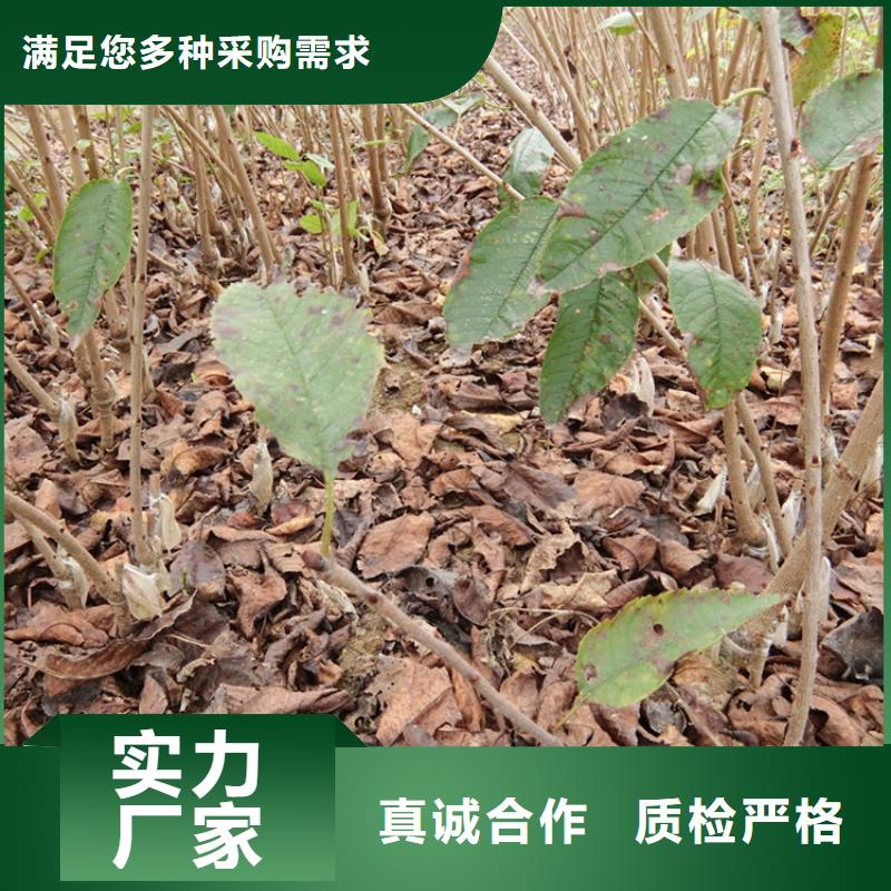 大樱桃树苗怎么卖批发零售品质优选