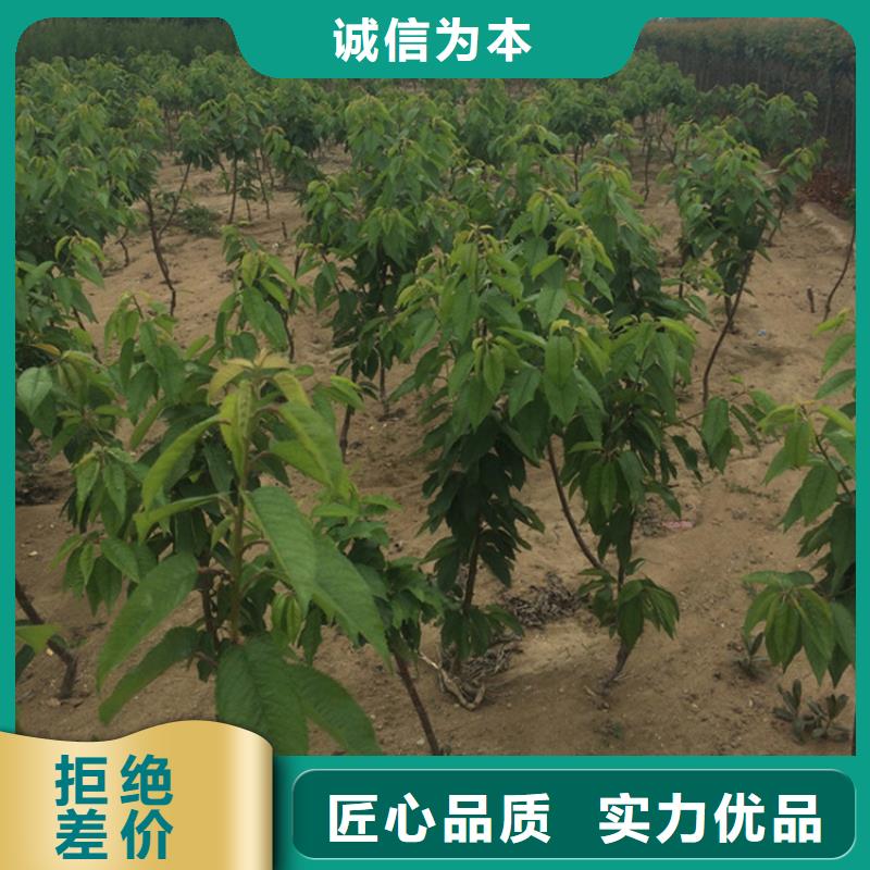 矮化吉塞拉大樱桃苗欢迎咨询当地经销商
