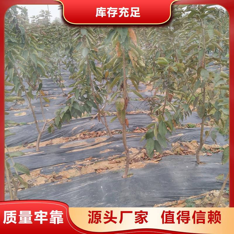 嫁接樱桃苗新奇品种货源稳定