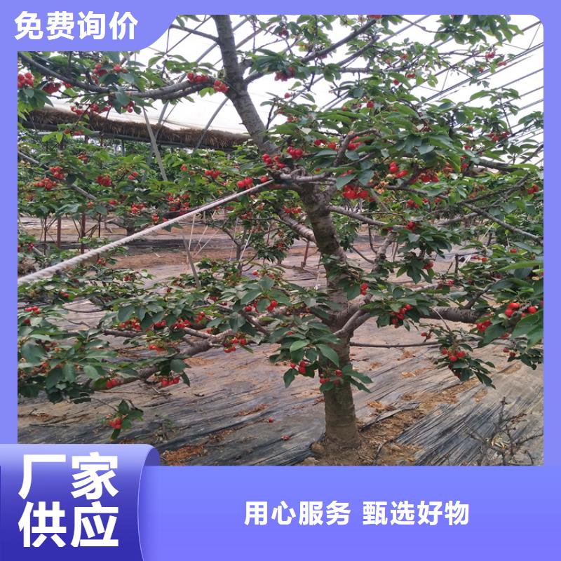车厘子大樱桃树苗品种有哪些同城厂家