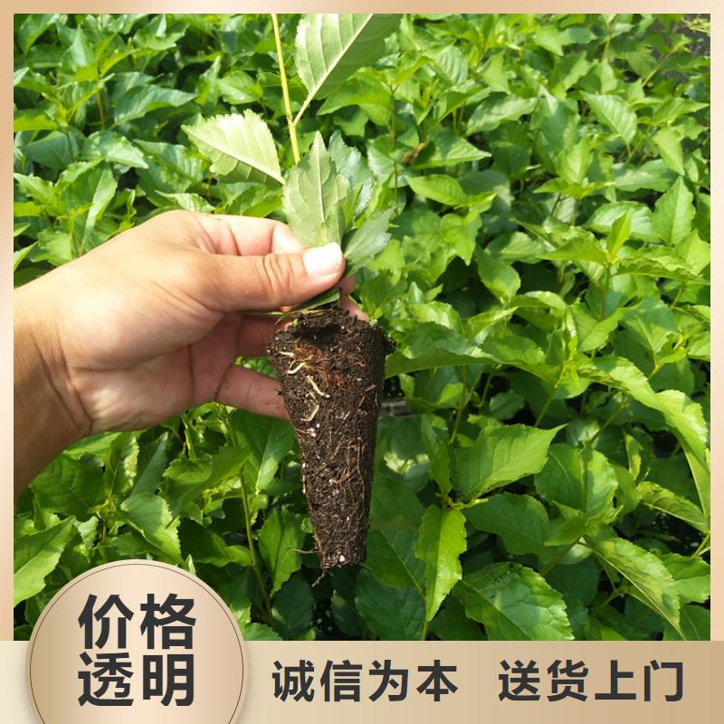 矮化大樱桃苗一亩地多少棵厂家批发价