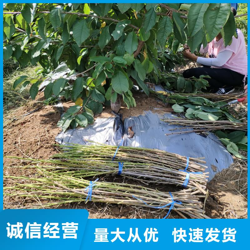 大樱桃树苗一亩地栽多少棵厂家现货批发