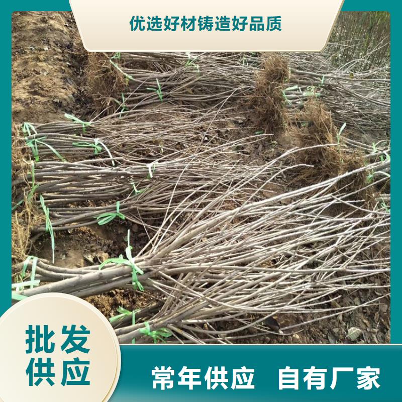 矮化吉塞拉大樱桃苗根系发达好货直供