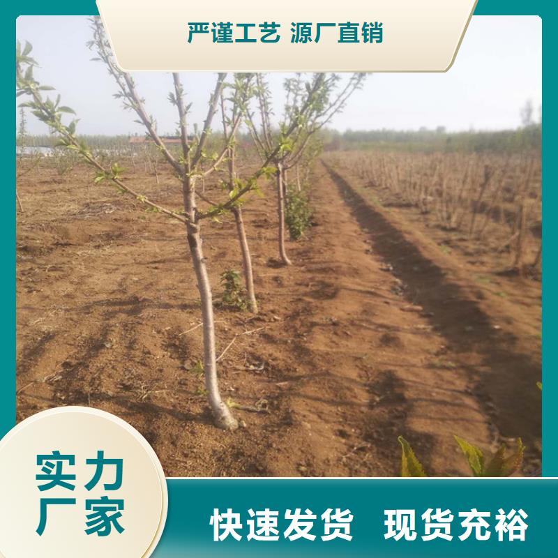 矮化大樱桃树苗种植管理技术同城厂家