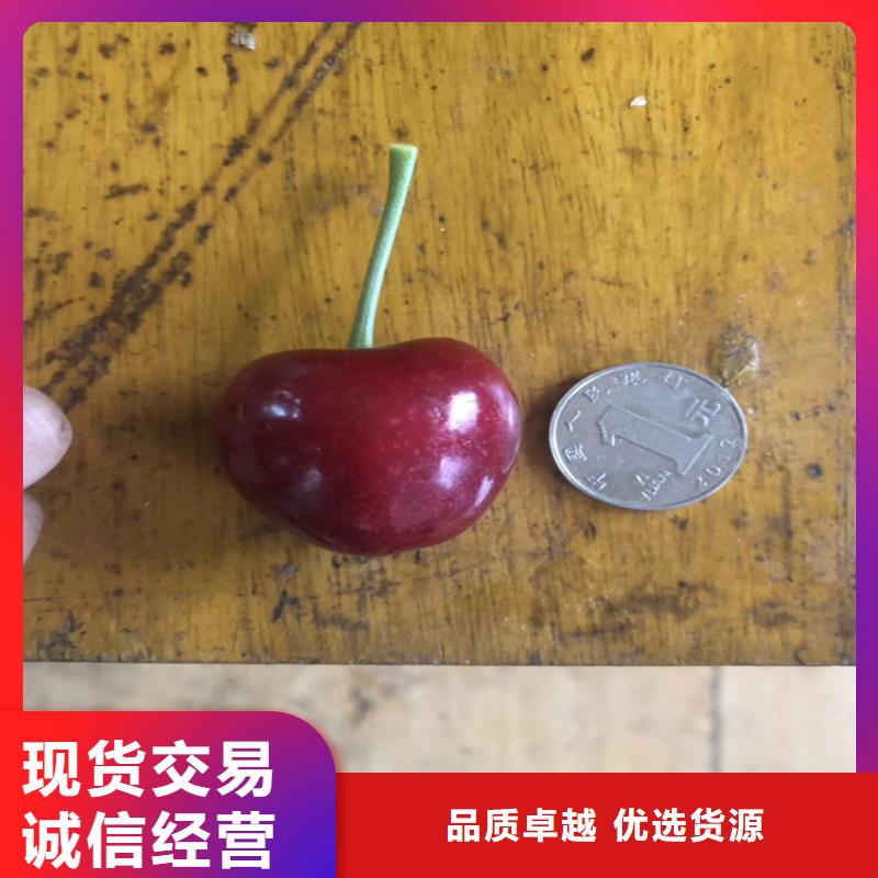 大樱桃树苗现挖苗现发货用心做好每一件产品